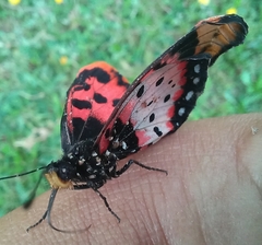 Acraea petraea