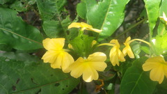 Crossandra multidentata