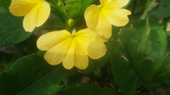 Crossandra multidentata