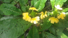 Crossandra multidentata
