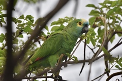 Amazona aestiva