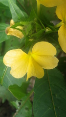 Crossandra multidentata