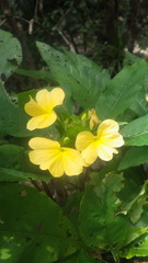 Crossandra multidentata