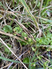 Centella cordifolia