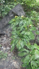 Crossandra multidentata