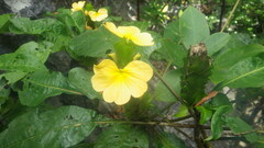 Crossandra multidentata