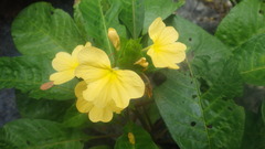 Crossandra multidentata