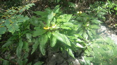 Crossandra multidentata