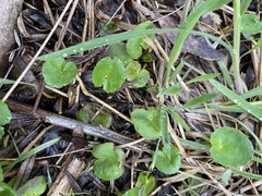 Centella cordifolia