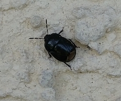 Legnotus limbosus