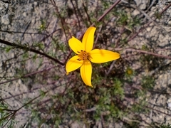 Bidens triplinervia