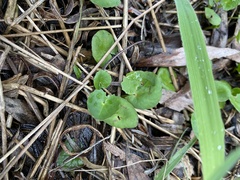 Centella cordifolia