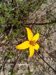 Bidens triplinervia