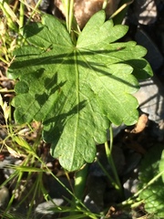 Modiola caroliniana
