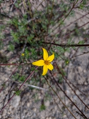 Bidens triplinervia