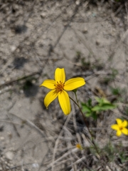 Bidens triplinervia