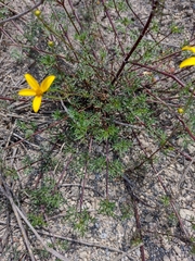 Bidens triplinervia