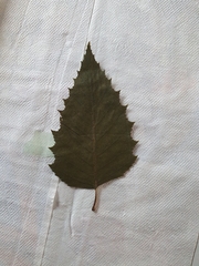 Betula pendula