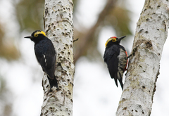 Melanerpes cruentatus