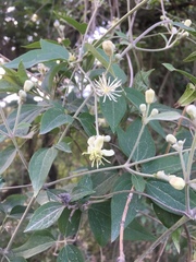 Clematis montevidensis