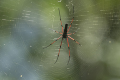 Nephila