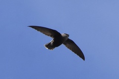 Chaetura meridionalis