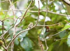 Sporophila caerulescens