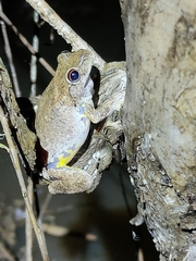 Litoria rothii