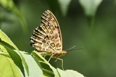 Argynnis hyperbius hyperbius