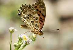 Argynnis hyperbius hyperbius
