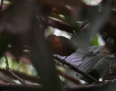 Cercomacroides serva