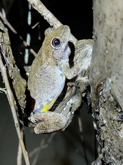 Litoria rothii