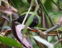 Cercomacroides serva