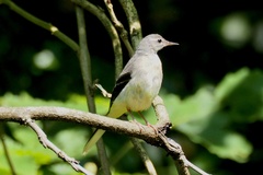 Motacilla cinerea cinerea