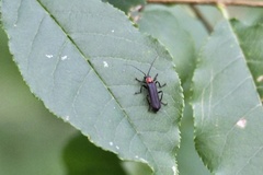 Lycocerus adusticollis