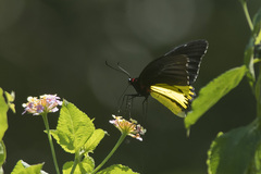 Troides helena