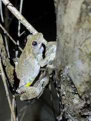 Litoria rothii
