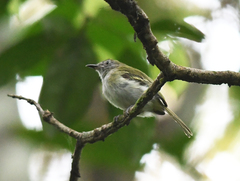 Hemitriccus griseipectus