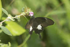 Papilio nephelus