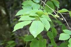 Neoshirakia japonica