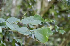 Neoshirakia japonica