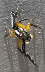 Mopsolodes australensis