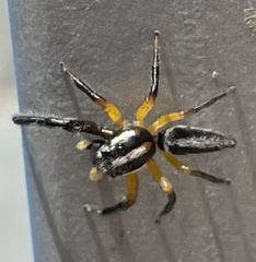 Mopsolodes australensis