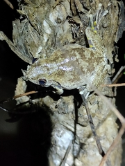 Litoria rothii
