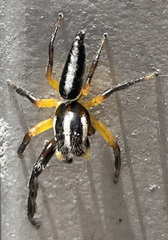 Mopsolodes australensis