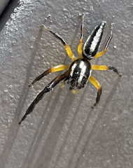 Mopsolodes australensis