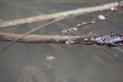 Gerris latiabdominis