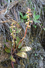 Pyrola angustifolia