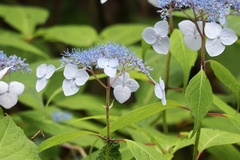 Hydrangea serrata