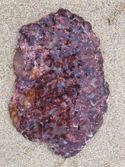 Actiniidae
